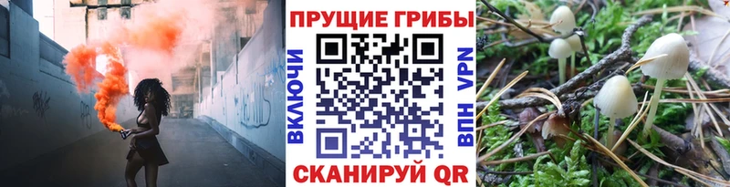 Галлюциногенные грибы Psilocybe  Купить где  Кораблино 